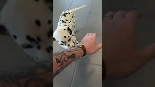 a break from our usual content to bring you the adorable baby dalmatian, Cookie! 