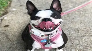 Funny Dog Videos! 🤣 🐶 It's Time To LAUGH With Dog's Life 🐶