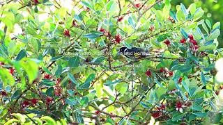 New Holland Honeyeater