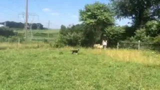 Enzo