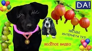 The secret life of pets. Baby Time. Fun video. Dogs. Cat. Children.