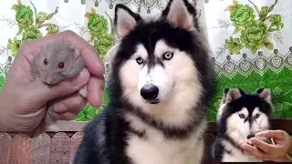 husky reaction to hamster