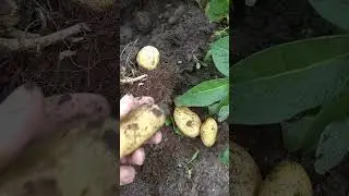 Копаем картофель из ростков