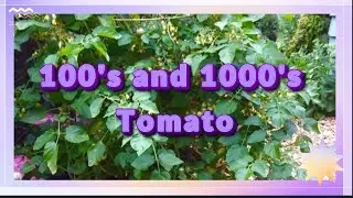 100's and 1000's Tomato