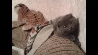 Шотландский Котенок Бося (Босс) играет с рукой