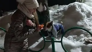 Риччи цирковой пёс на шаре) Собака Джек Рассел терьер.