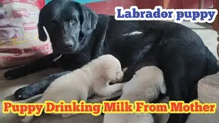 puppy drinking milk from mother ll labrador retriever puppy