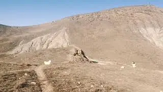 КРЫМ | ЦЕЛАЯ СТАЯ | ХАСКИ
