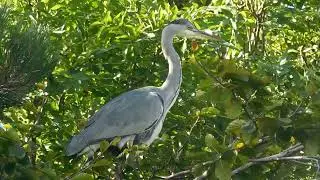 Heron in a Tree