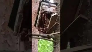 Медведь - первый "ДРУГ" роелова. Поймал почти пчёл.