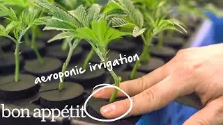 How the Professionals Grow Marijuana