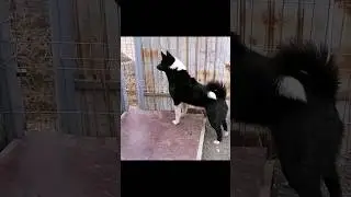 лайка на охране 🦾🐺 Русско-Европейская лайка 