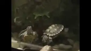 Bebek kaplumbağalarım - My baby turtles Kopyası
