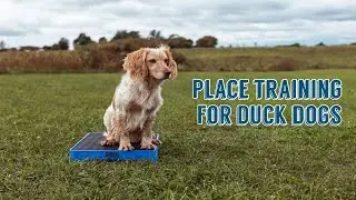 Place Training for Duck Dogs with Cato Outdoors