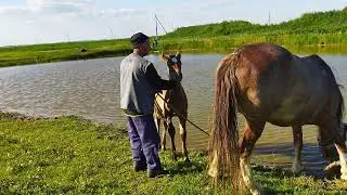 Проверяем кобылу Вербу на жеребость