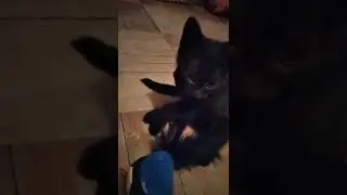 Хьюся, котик в добрые руки🥰