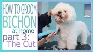 How to groom bichon at home Part 3: the cut
