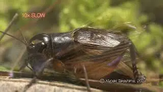 【音ありスロー動画】エンマコオロギ鳴く