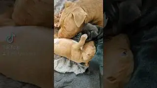 Little American Bully Puppies& Bigger American Bully Puppy