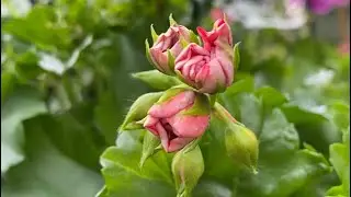 Які бутони у Пеларгонії Pelargonium Red Sybil .