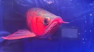 LIOW VIDEO: Arowana, Koi & Cat Part 2/4 龙鱼、锦鲤、猫展
