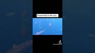Strange Things Caught On Camera In The Sea! #shorts