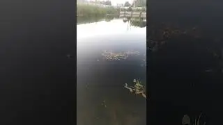 Выходной эвакуаторщика: отпустил наловленную рыбу в пруд за домом для размножения
