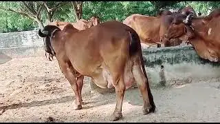 Gir Cow Yadav Dairy Farm Patan Kishangarh Ajmer Rajsthan 9928787671