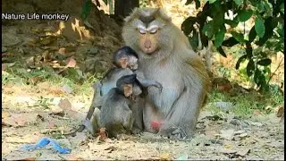 Awesome Baby monkey Jody&Astra ask Cara help care them, Jody leave Jane find father
