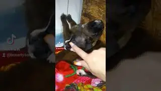 щенки/сонное царство/немецкие боксеры/ puppies/sleepy kingdom/german boxers