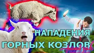 Mountain goat killed man and grizzly bear
