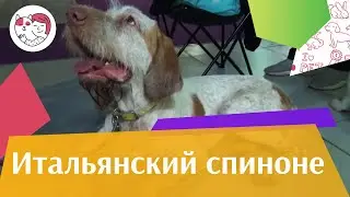 Итальянский спиноне на ilikepet. Особенности породы, уход