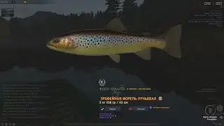 Fisher Online Швейцария: Альпы, Форель ручьевая