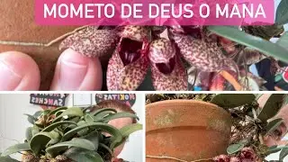 Momento de Deus o mana