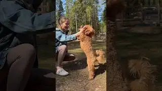 How my dog ​​wakes me up😅🫣