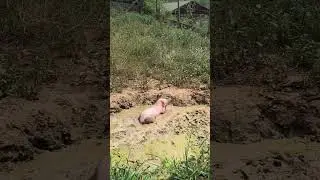 Baño de  cerdita bebé