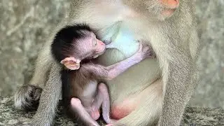 So Hungry...Baby Monkey Not Wait Ask Mom Drink Sweet Milk