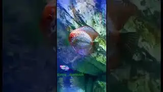 Океанариум. Релакс.
