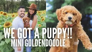 WE GOT A PUPPY!! Mini Goldendoodle