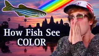 What Do Fish Actually See? Can Fish See Colors? & Will New Research Find A Cure For Human Blindness?