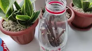Как  прорастать почки гортензии для черенкования. Почему они сохнут?