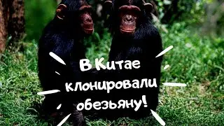 В Китае клонировали генетически модифицированную обезьяну
