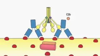 Complement Cascade