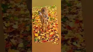 С первым днем осени! 🍂🍁