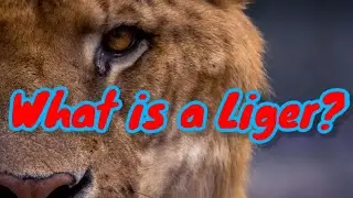 What is a Liger?