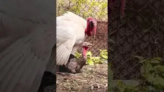 Сраривание - Mating - Զուգավորում