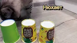 Играем с Тайсоном