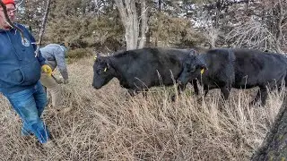 They Trashed the Fence, and got out