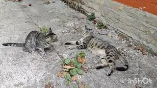 Алиса vs Линда