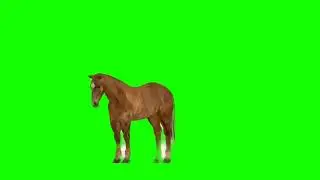 Horse a Neigh Green Screen || Horse Green Screen